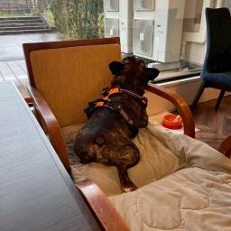 ねすにゃんのプロフィール画像