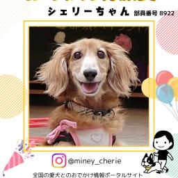 シェリーママのプロフィール画像