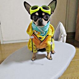 ちわわのプロフィール画像