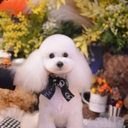 ムギのプロフィール画像