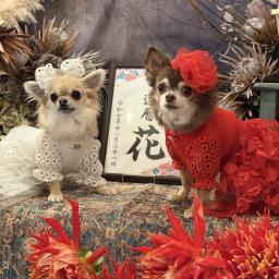 花桃のプロフィール画像