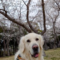 ベイリー