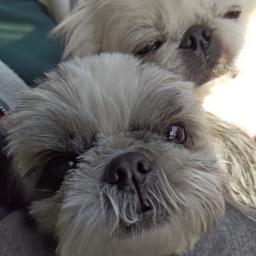 ほいむのプロフィール画像