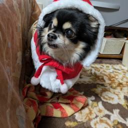 ねものプロフィール画像
