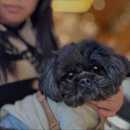 はなのプロフィール画像