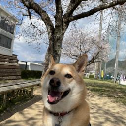 momokokko