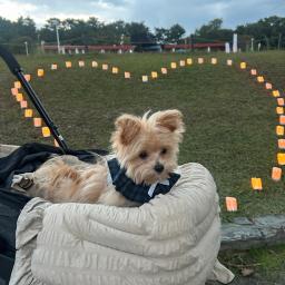 ましゅのプロフィール画像