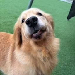こちゃのプロフィール画像