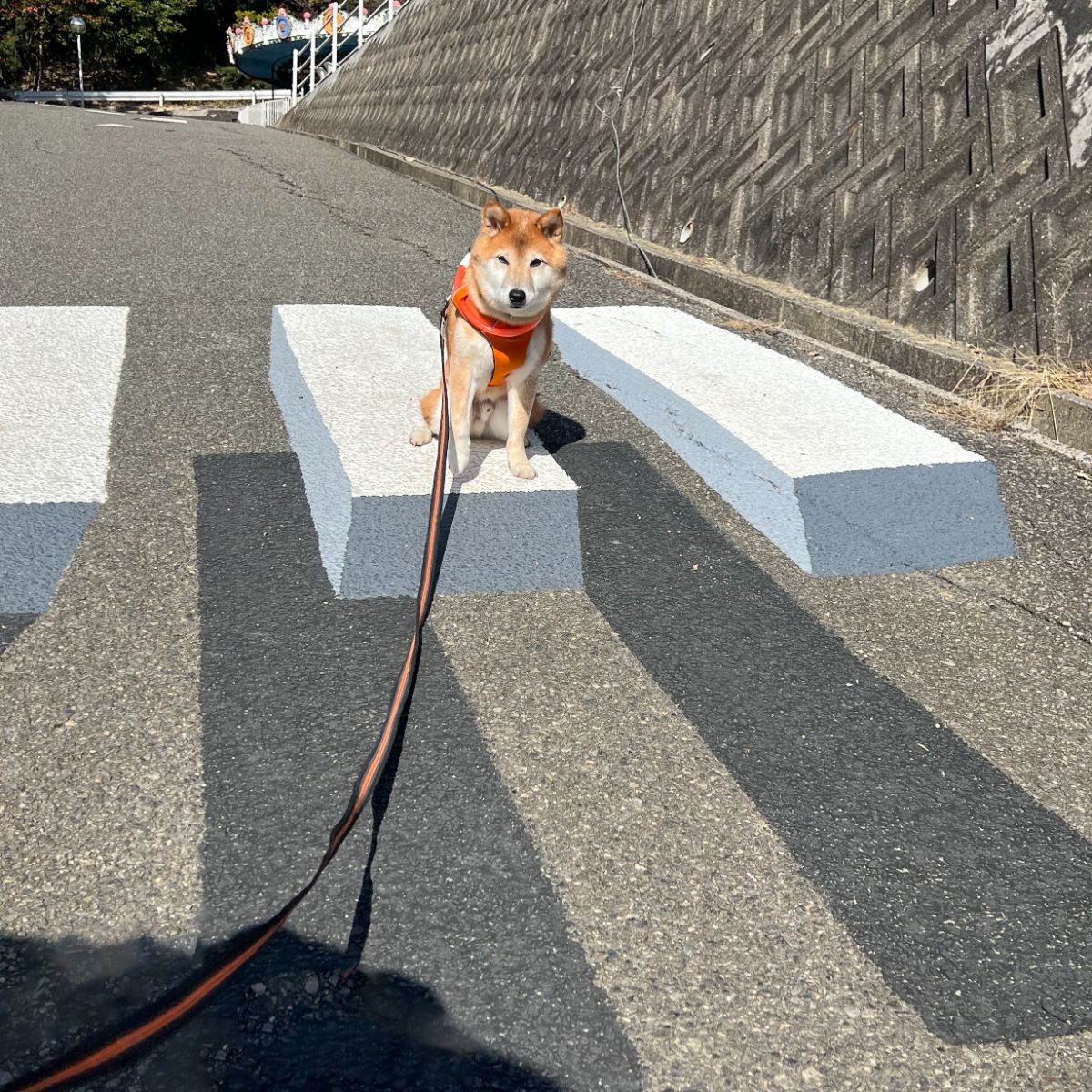 写真 3