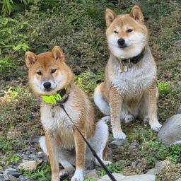 まめだいママ