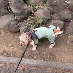 れおん坊やのプロフィール画像