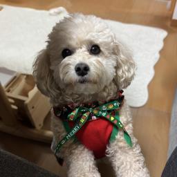 クッキーのプロフィール画像