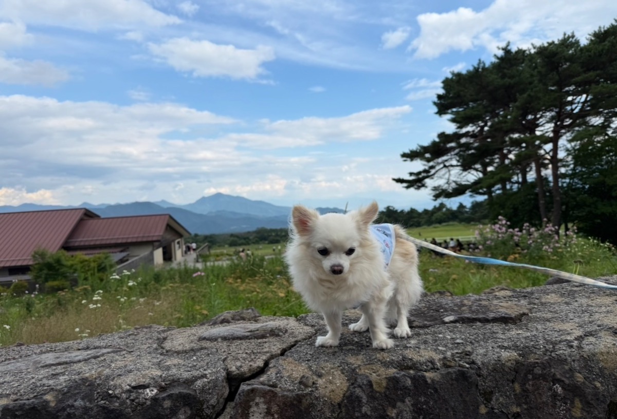 写真 1