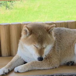 まめ