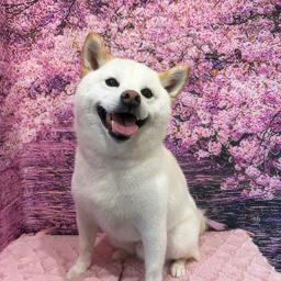 あさちび