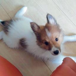 ガウガウ娘のリリィちゃん❤