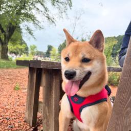 ミク